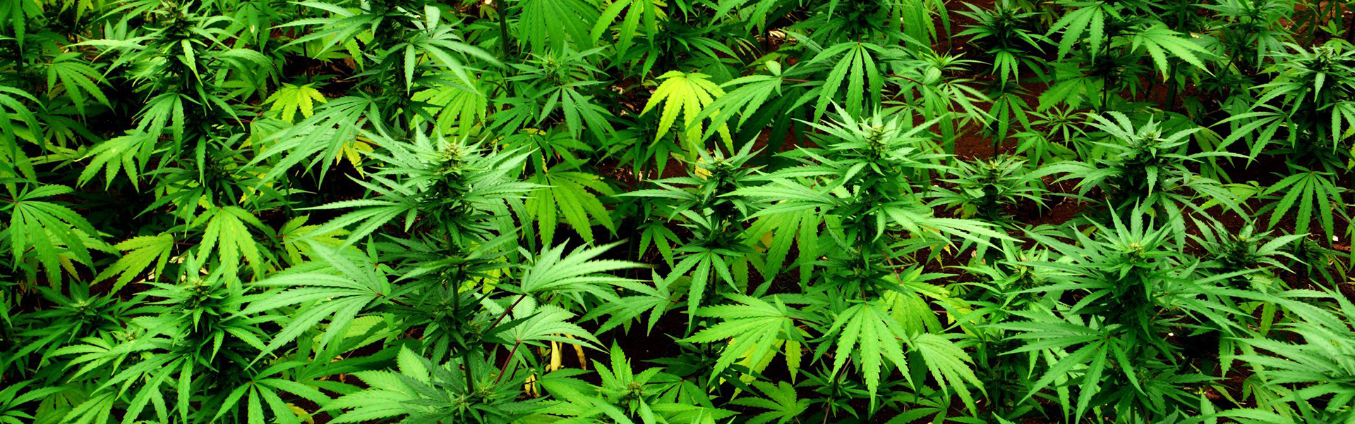 cannabis-field-9-web-banner